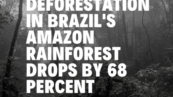 Deforestation in Brazil's Amazon Rainforest drops by 68 percent.